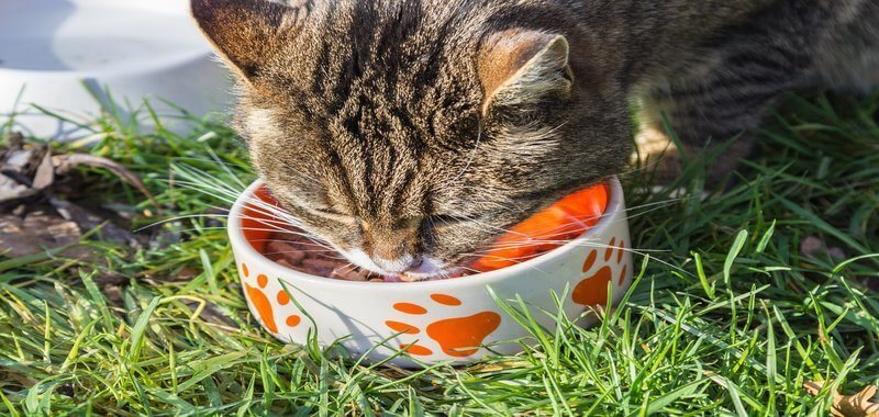 how to feed cat wet food while away