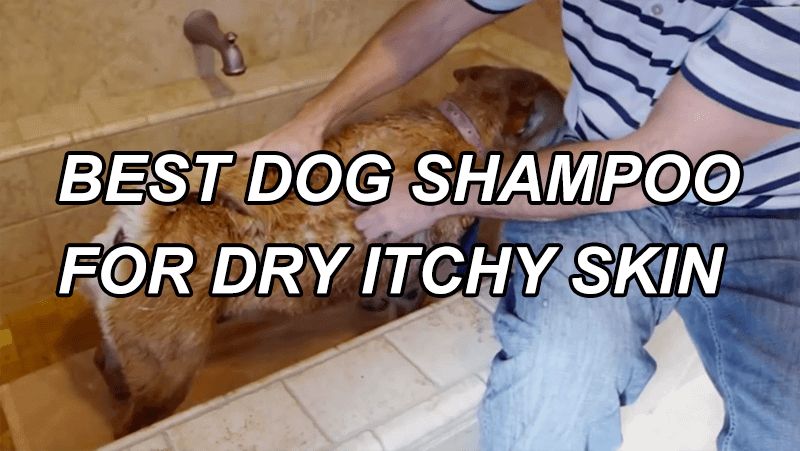 best dog shampoo for itchy skin