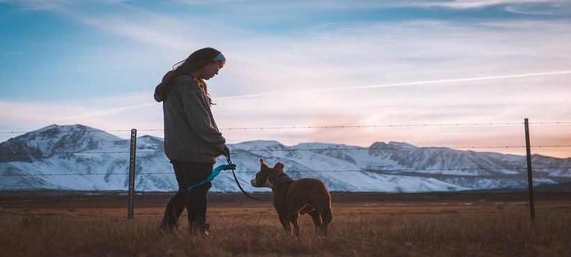 best electric dog fence