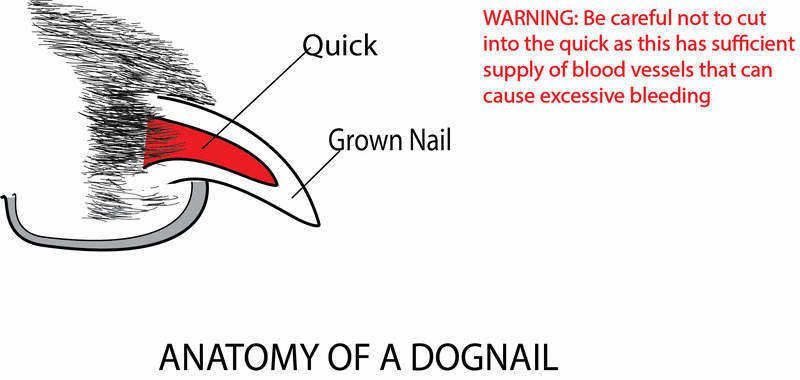 anatomy of dog nail