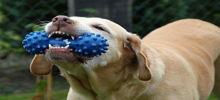 best dog chews for aggressive chewers