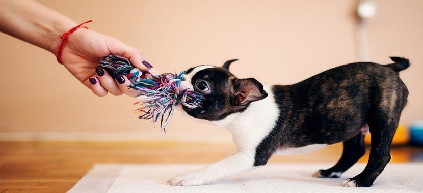 best dog toys for aggressive chewers