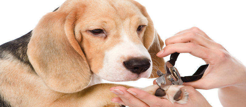 how to stop dog nail bleeding at home