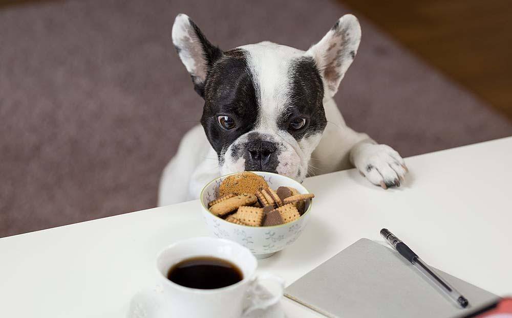 What is the Healthiest Food to Feed Your Dog