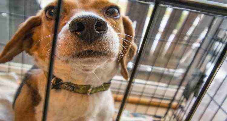How To Kennel Train A Dog With Separation Anxiety
