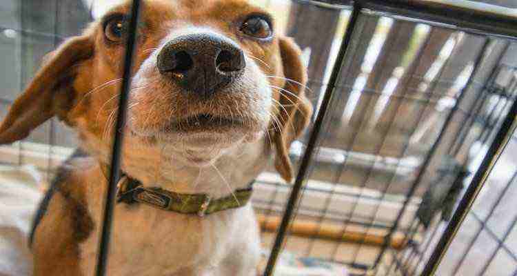 best dog crate for separation anxiety