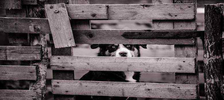 Why You Should Have a Wireless Dog Fence for Your House