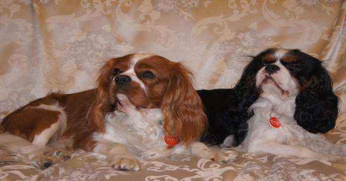 Cavalier Charles King Spaniel