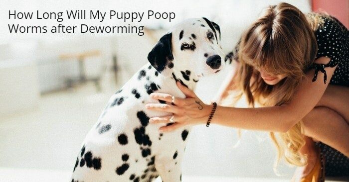 How Long Will My Puppy Poop Worms after Deworming