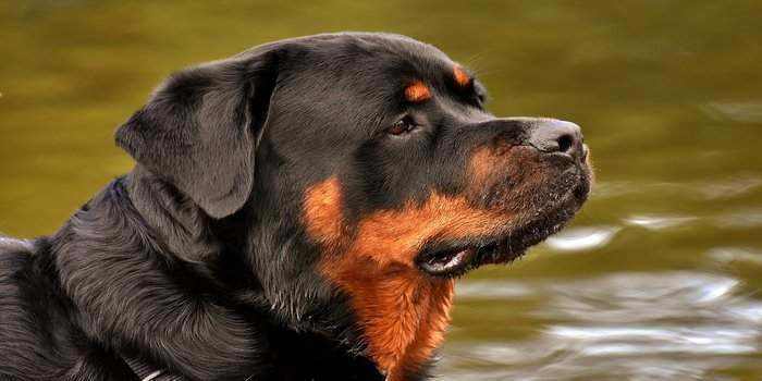 Rottweiler Rottweiler