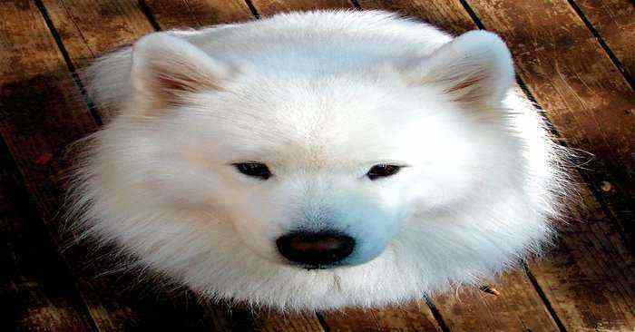 Samoyed Samoyed