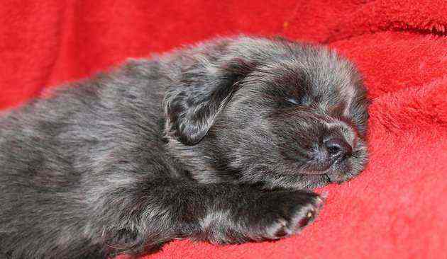 Tibetan Mastiff Tibetan Mastiff