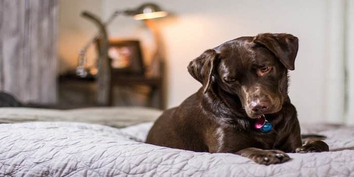 best orthopedic dog bed arthritis