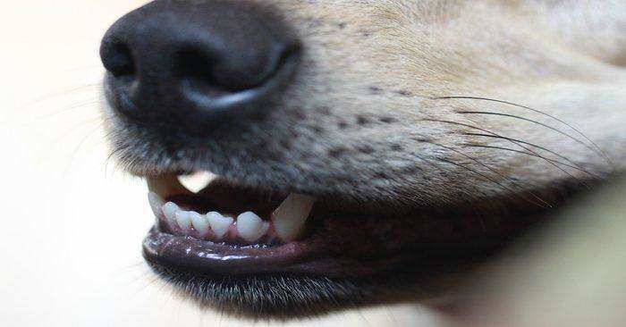 how often should you brush your dogs teeth