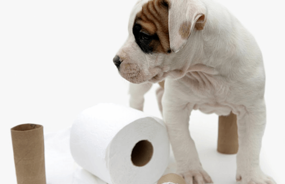 How To Potty Train a Puppy
