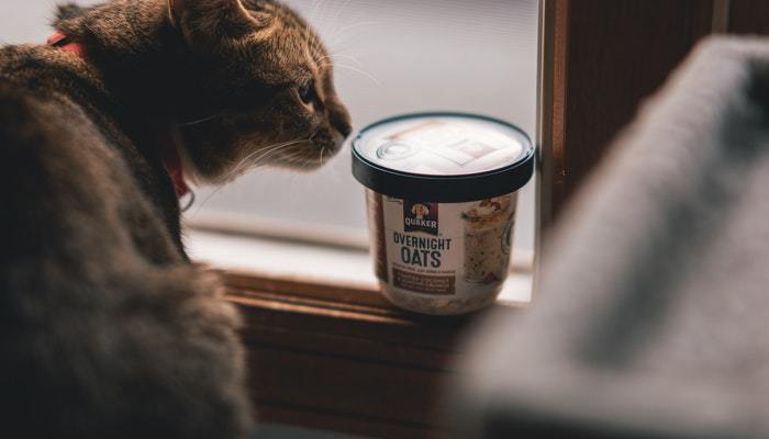 best cat food for hairballs and vomiting