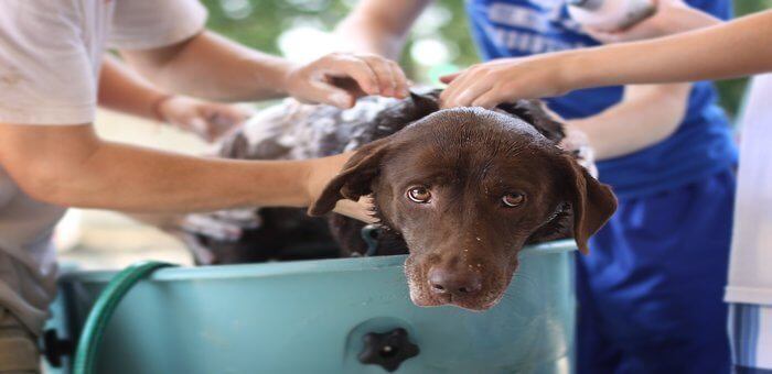 how often should you bathe your dog with fleas