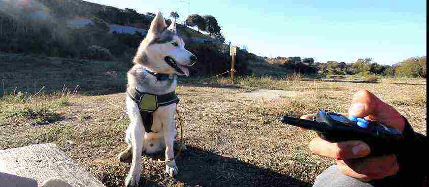 voice activated shock collar