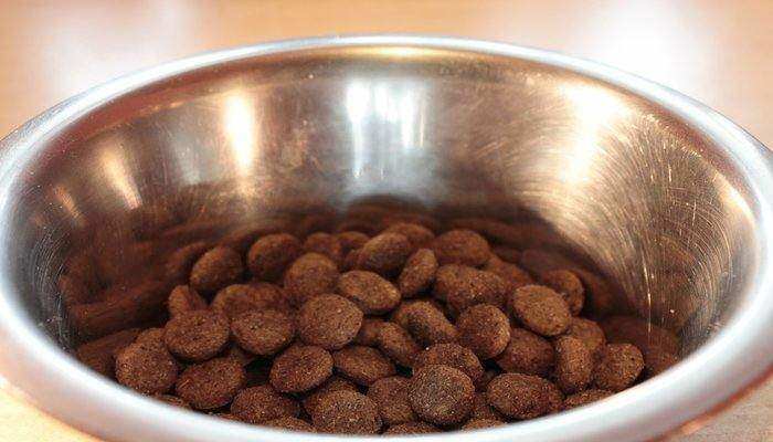 Best Slow Feed Dog Bowls