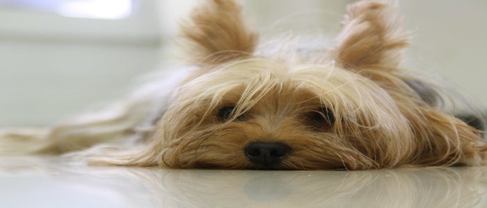 Yorkie Health Problems Symptoms