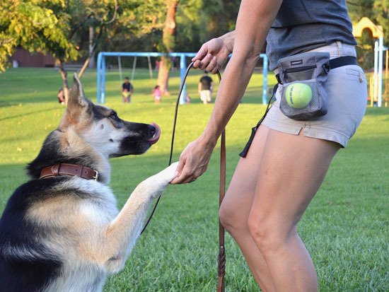 best dog training treat bag