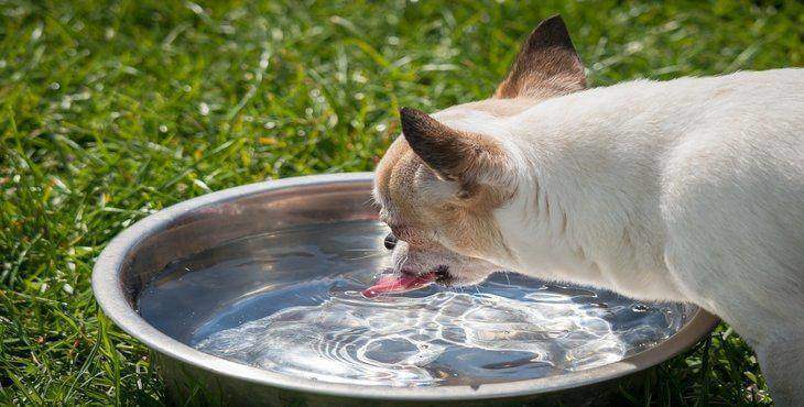 How to Clean Pet Bowls