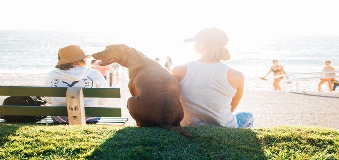 Travel Tips to Help You Plan a Stress – Free Vacation with Your Dog