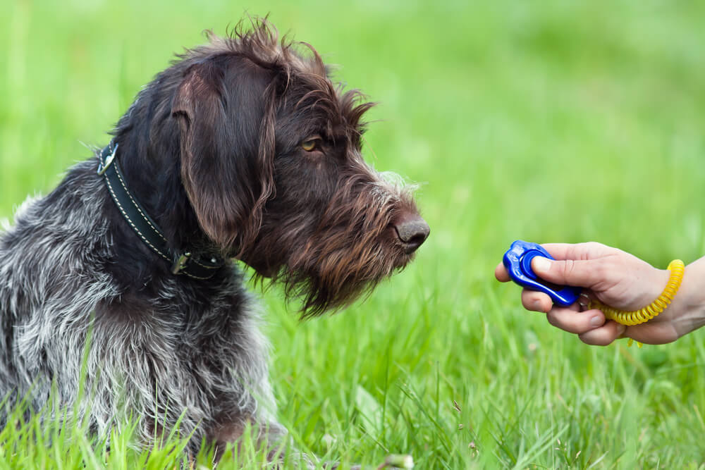 how to train your dog with a clicker