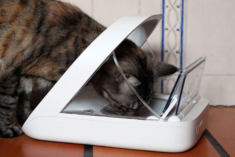 How Does An Automatic Cat Feeder Work Petshaunt