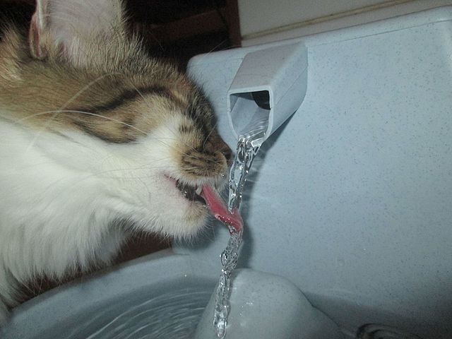best cat water fountains