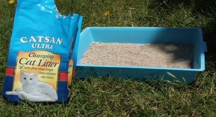 best cat litter for multiple cats review
