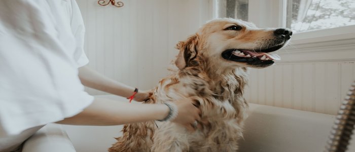 How To Get Water Out Of a Dogs Ear