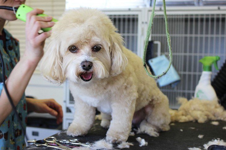 How To Give Your Dog A Haircut At Home