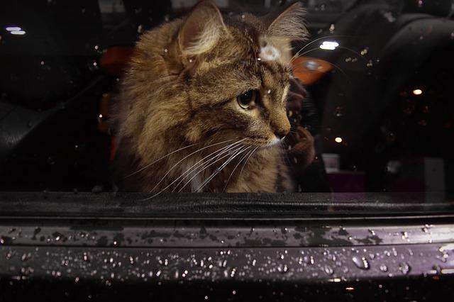 how to calm down a cat in the car