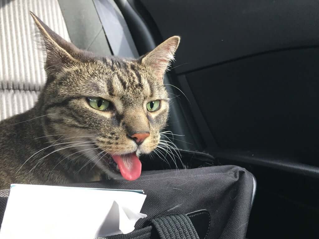 Why Do Cats Pant in the Car? What Should I Do?