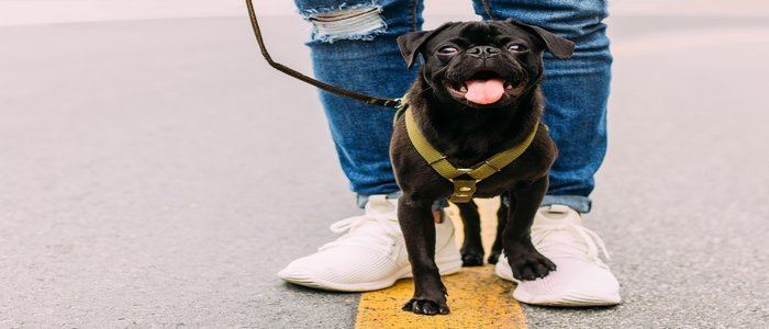 dog walking tips and tricks