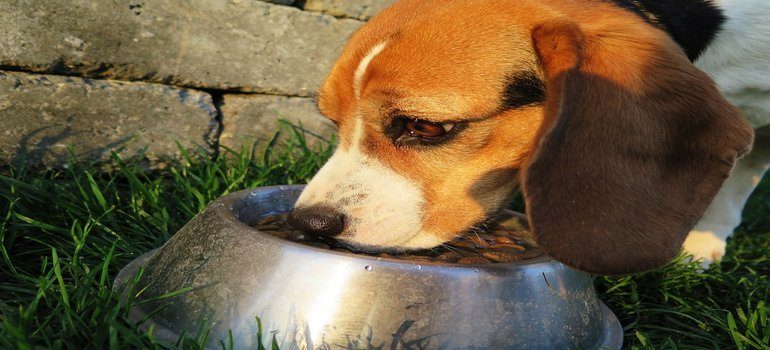 Homemade Dog Food for the Sensitive Stomach