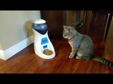 Iseebiz Automatic Cat Feeder Review