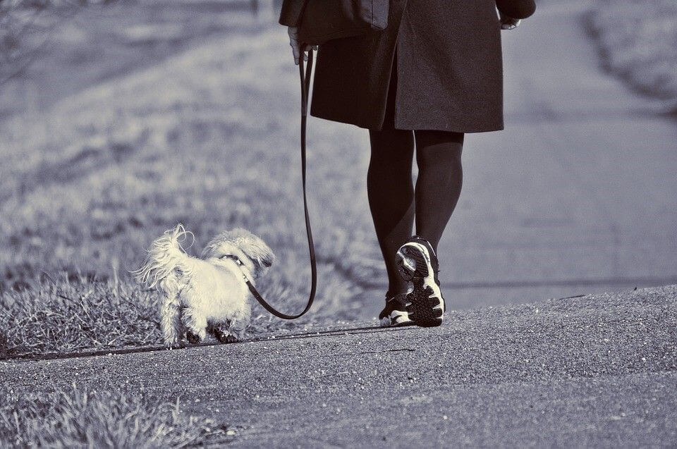 how to find a dog walker