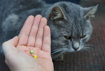 sleeping pills for cat