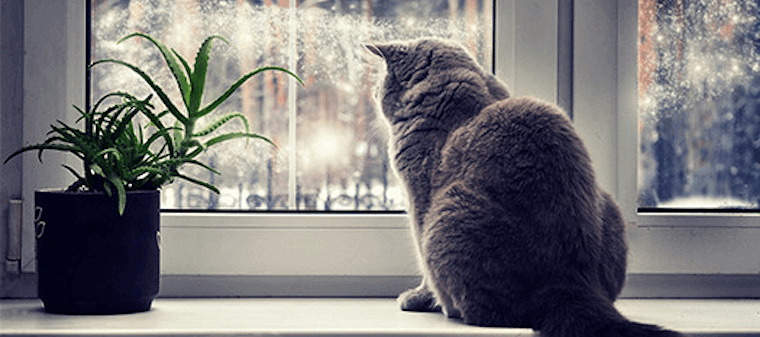 How to Look After Your Cat When You Are Away from Home