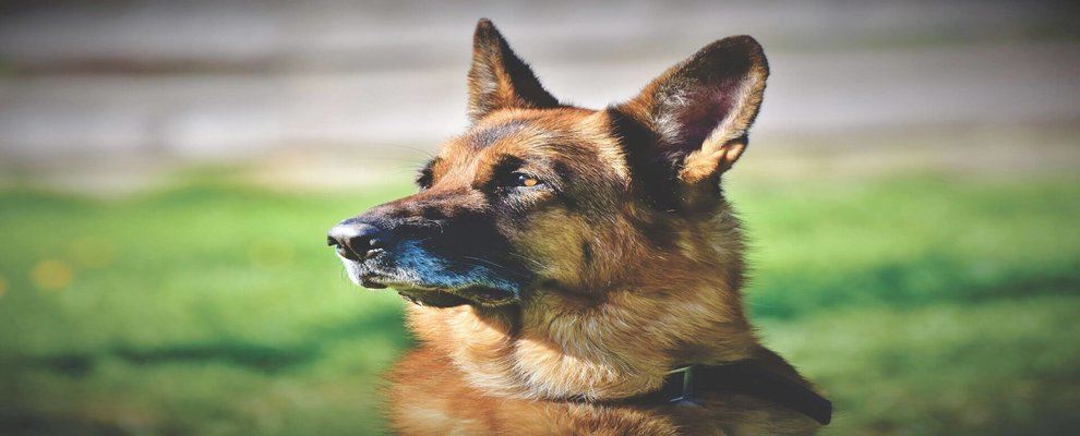 Everything You Need to Know About German Shepherd