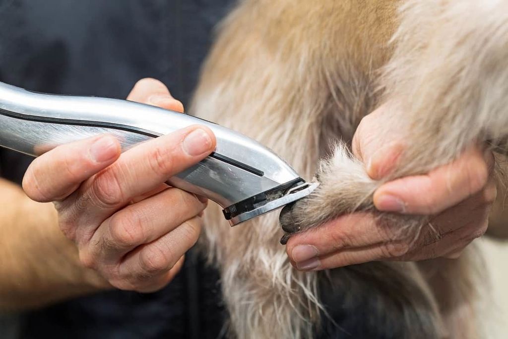 wahl lithium pet pro clipper review