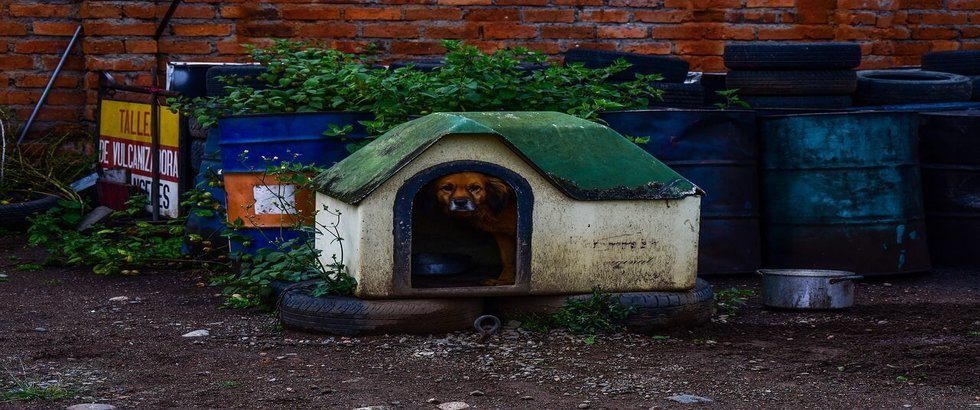 best dog house for hot weather