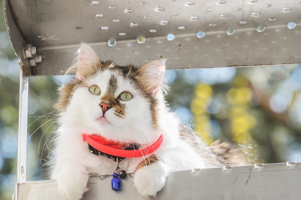 traveling with cats in car long distance