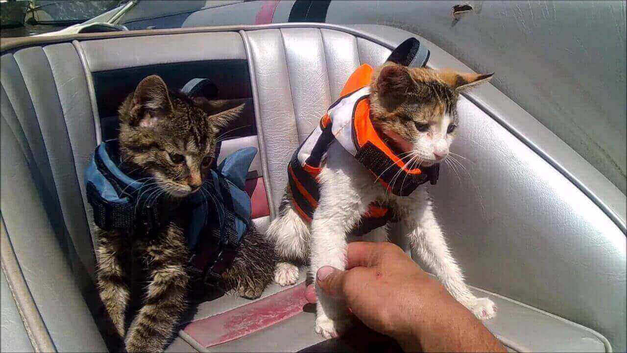best life jackets for cats review