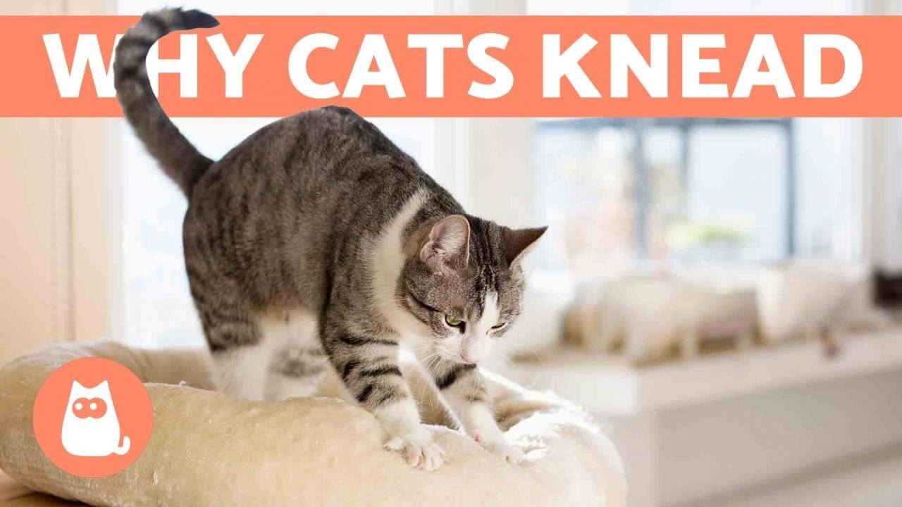 How to Stop a Cat from Kneading