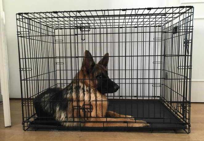 best crate for german shepherd puppy