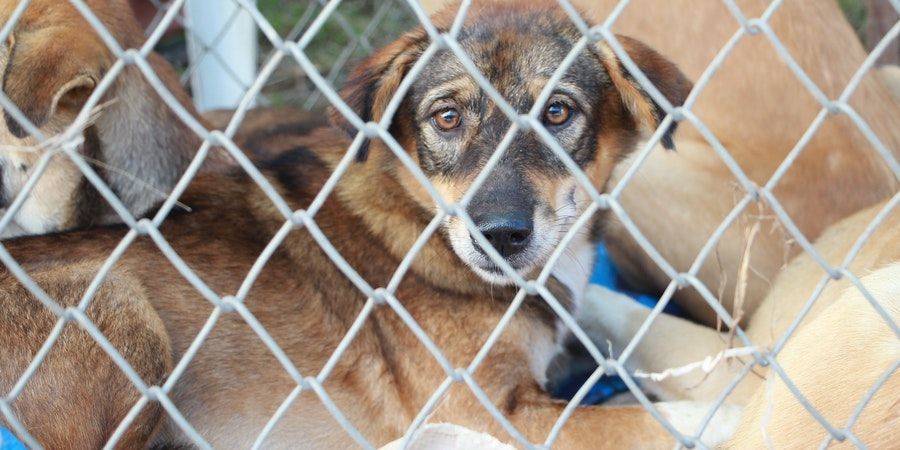 How Do You Make a Heavy Duty Dog Crate