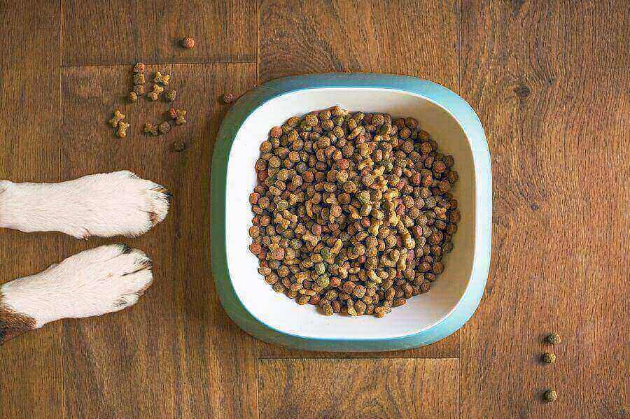 How to Choose the Right Dog Food for Your Pet